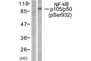 Western blot analysis of extracts from HeLa cells treated with CA+TNF 20ng/ml 10', using NF-kappaB p105/p50 (Phospho-Ser932) Antibody. (NFKB1 anticorps  (pSer932))