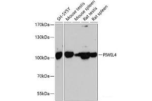 Western blot analysis of extracts of various cell lines using PIWIL4 Polyclonal Antibody at dilution of 1:3000. (PIWIL4 anticorps)