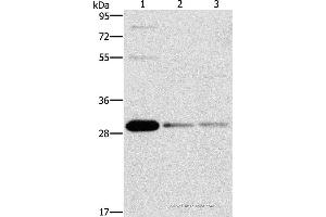 Western blot analysis of HepG2, Raji and 293T cell, using BCL10 Polyclonal Antibody at dilution of 1:950 (BCL10 anticorps)