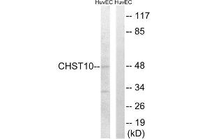 Western Blotting (WB) image for anti-Carbohydrate Sulfotransferase 10 (CHST10) (Internal Region) antibody (ABIN1850990) (CHST10 anticorps  (Internal Region))