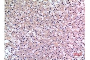 Immunohistochemical analysis of paraffin-embedded human-liver, antibody was diluted at 1:100. (CMTM6 anticorps  (C-Term))