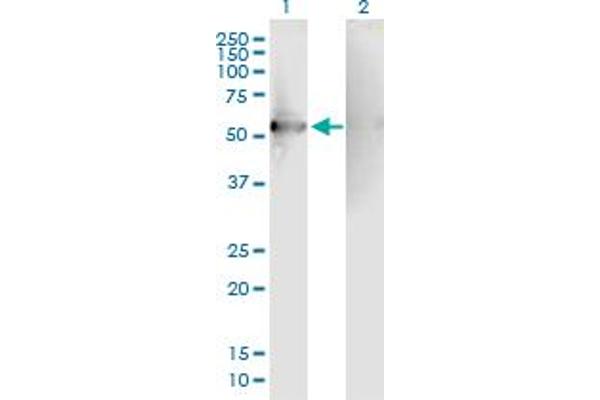 RGS7 anticorps  (AA 1-487)