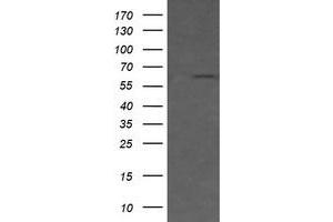 Image no. 1 for anti-CD19 Molecule (CD19) antibody (ABIN1497183) (CD19 anticorps)