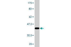 Western Blot detection against Immunogen (37. (RAGE anticorps  (AA 87-197))