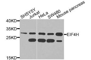 Western blot analysis of extracts of various cell lines, using EIF4H antibody (ABIN6003661) at 1/1000 dilution. (EIF4H anticorps)