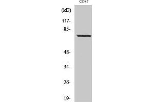 Western Blot analysis of COS7 cells using Netrin-1 Polyclonal Antibody diluted at 1:1000. (Netrin 1 anticorps  (C-Term))