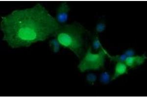 Image no. 2 for anti-tRNA Methyltransferase 2 Homolog A (TRMT2A) antibody (ABIN1501518) (TRMT2A anticorps)