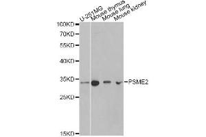 Western blot analysis of extracts of various cell lines, using PSME2 antibody. (PSME2 anticorps)