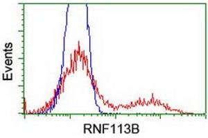 HEK293T cells transfected with either RC205407 overexpress plasmid (Red) or empty vector control plasmid (Blue) were immunostained by anti-RNF113B antibody (ABIN2455437), and then analyzed by flow cytometry. (RNF113B anticorps)