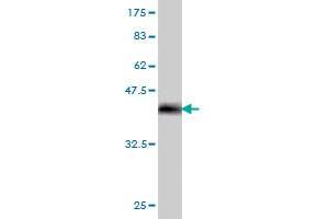 Western Blotting (WB) image for anti-Twist Homolog 1 (Drosophila) (TWIST1) (AA 100-202) antibody (ABIN563296)