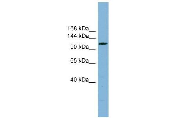 DNAAF2 anticorps  (N-Term)