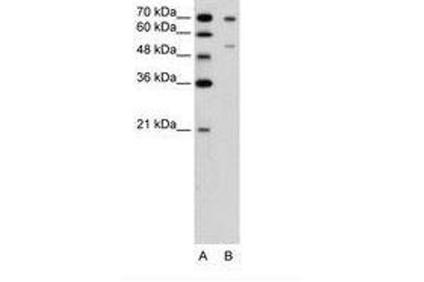 FOXB2 anticorps  (AA 51-100)