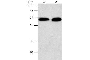 Western Blot analysis of Jurkat and NIH/3T3 cell using PRKCA Polyclonal Antibody at dilution of 1:500 (PKC alpha anticorps)