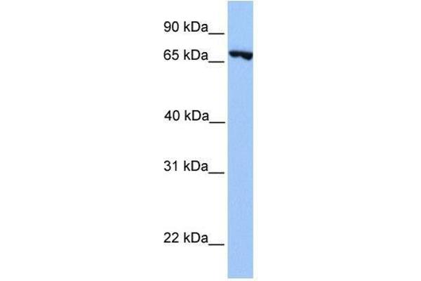 PRDM6 anticorps  (N-Term)