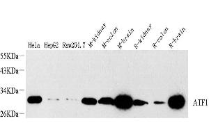 Western Blot analysis of various samples using ATF1 Polyclonal Antibody at dilution of 1:1000. (AFT1 anticorps)