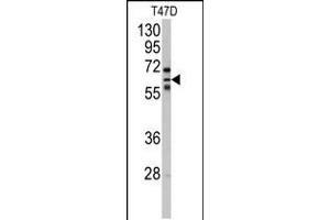 Western blot analysis of anti-CYP2C8 Antibody in T47D cell line lysates (35ug/lane). (CYP2C8 anticorps  (N-Term))