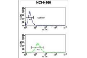 NEDD4 Antibody (C-term) (ABIN653889 and ABIN2843135) flow cytometric analysis of NCI- cells (bottom histogram) compared to a negative control cell (top histogram). (NEDD4 anticorps  (C-Term))