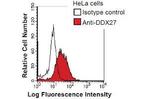 HeLa cells were fixed in 2% paraformaldehyde/PBS and then permeabilized in 90% methanol. (DDX27 anticorps)