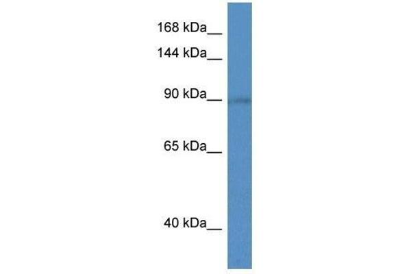 SLC9A5 anticorps  (C-Term)