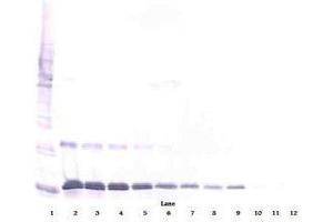 Image no. 2 for anti-Interleukin 16 (IL16) antibody (ABIN465149) (IL16 anticorps)