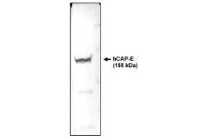 Western blotting using  CAP-E antibody on HeLa cell lysate. (SMC2 anticorps  (AA 523-768))