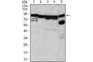 Western Blotting (WB) image for anti-Heat Shock Protein 90kDa alpha (Cytosolic), Class A Member 1 (HSP90AA1) antibody (ABIN1843961) (HSP90AA1 anticorps)