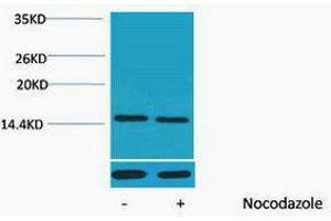 Western Blotting (WB) image for anti-Histone H4 (pThr80) antibody (ABIN3181316) (Histone H4 anticorps  (pThr80))