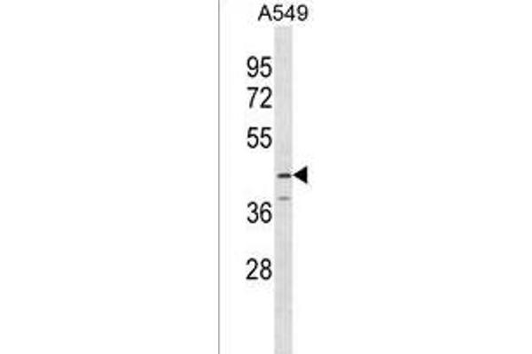 SERPINB12 anticorps  (AA 131-157)