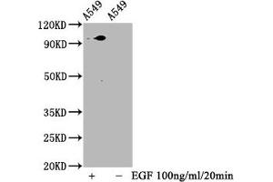 Western Blot Positive WB detected in A549 whole cell lysate(treated with EGF or not) All lanes Phospho-STAT3 antibody at 1. (Recombinant STAT3 anticorps  (pSer727))
