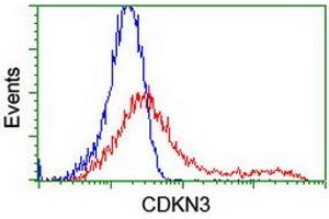 Flow Cytometry (FACS) image for anti-Cyclin-Dependent Kinase Inhibitor 3 (CDKN3) antibody (ABIN1497458) (CDKN3 anticorps)