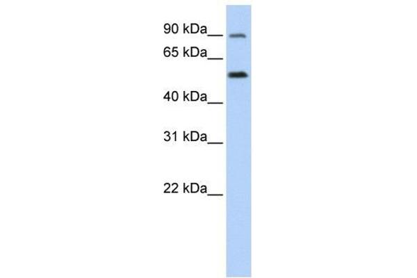 SLC41A1 anticorps  (N-Term)