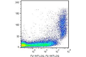 Surface staining of CD9 in murine peritoneal fluid cells with anti-CD9 (EM-04) FITC. (CD9 anticorps  (FITC))