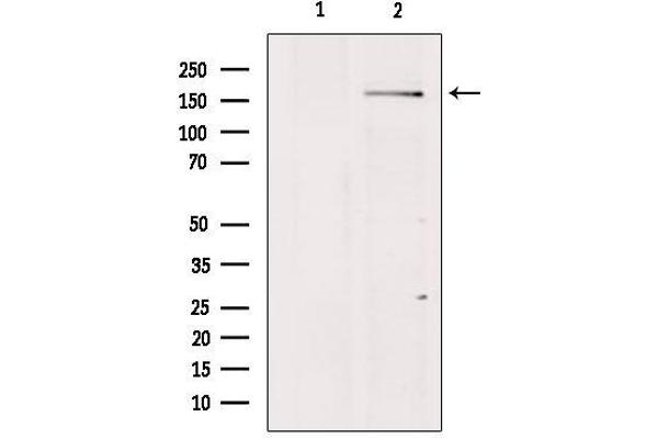 BAI1 anticorps  (Internal Region)