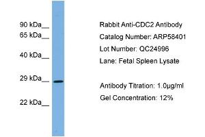 WB Suggested Anti-CDC2  Antibody Titration: 0. (CDK1 anticorps  (Middle Region))