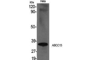 Western Blot (WB) analysis of specific cells using ABCC13 Polyclonal Antibody. (ABCC13 anticorps  (Internal Region))