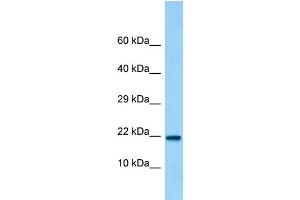 Host: Rabbit Target Name: C15orf53 Sample Type: 293T Whole Cell lysates Antibody Dilution: 1. (C15ORF53 anticorps  (C-Term))