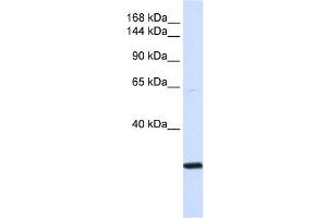 SMC2 antibody used at 1 ug/ml to detect target protein. (SMC2 anticorps  (N-Term))