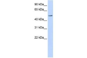 Western Blotting (WB) image for anti-Protein Disulfide Isomerase Family A, Member 6 (PDIA6) antibody (ABIN2459514) (PDIA6 anticorps)