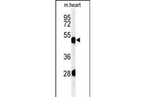 Western blot analysis of KRT82 Antibody (Center) (ABIN651240 and ABIN2840149) in mouse heart tissue lysates (35 μg/lane). (Keratin 82 anticorps  (AA 312-341))