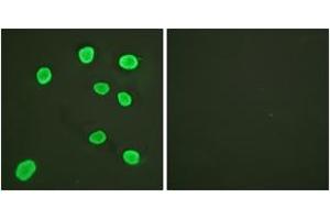 Immunofluorescence analysis of HeLa cells, using Histone H4 (Ab-5) Antibody. (Histone H4 anticorps  (AA 1-50))