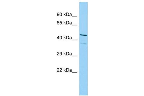 ISG20L2 anticorps  (N-Term)