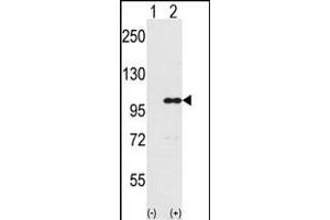 Western blot analysis of IND (arrow) using rabbit polyclonal IND Antibody (Center) (ABIN389359 and ABIN2839465). (INPP5D anticorps  (AA 770-796))