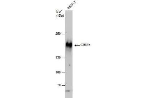 WB Image CD66e antibody detects CD66e protein by western blot analysis. (CEACAM5 anticorps)