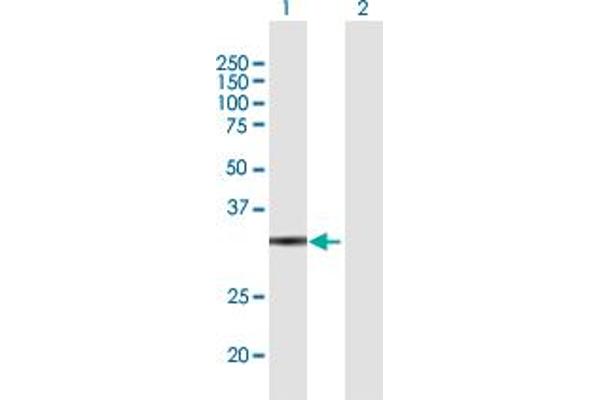 GLOD4 anticorps  (AA 1-298)