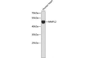 Western blot analysis of extracts of Human heart using MMP12 Polyclonal Antibody. (MMP12 anticorps)