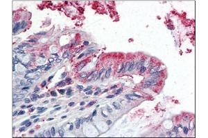 Human Colon (formalin-fixed, paraffin-embedded) stained with GPX3at 5 µg/ml followed by biotinylated anti-goat IgG secondary antibody, alkaline phosphatase-streptavidin and chromogen. (GPX3 anticorps  (Internal Region))