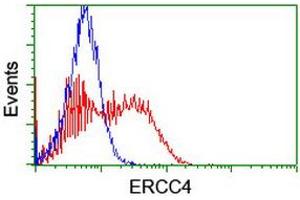 Image no. 2 for anti-Excision Repair Cross-Complementing Rodent Repair Deficiency, Complementation Group 4 (ERCC4) antibody (ABIN1498074) (ERCC4 anticorps)