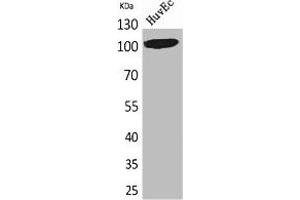 Western Blot analysis of HuvEc cells using NFATc1 Polyclonal Antibody. (NFATC1 anticorps  (C-Term))