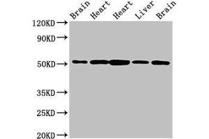 Western Blot Positive WB detected in: Rat brain tissue, Rat heart tissue, Mouse heart tissue, Mouse liver tissue, Mouse brain tissue All lanes: NUCB2 antibody at 2. (NUCB2 anticorps  (AA 25-106))