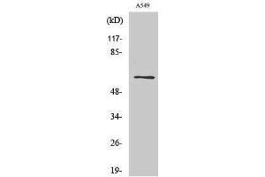 Western Blotting (WB) image for anti-Solute Carrier Family 43, Member 1 (SLC43A1) (Internal Region) antibody (ABIN3177430) (SLC43A1 anticorps  (Internal Region))